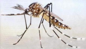 dengue1